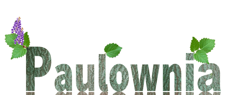 Жалюзі горизонтальні дерев'яні Paulownia